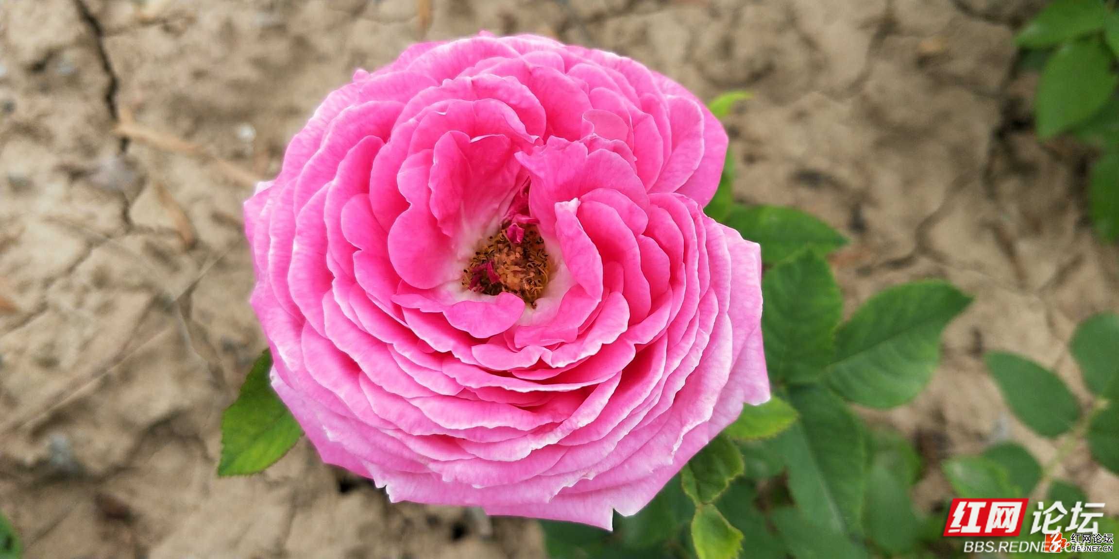 月季花抗冻吗