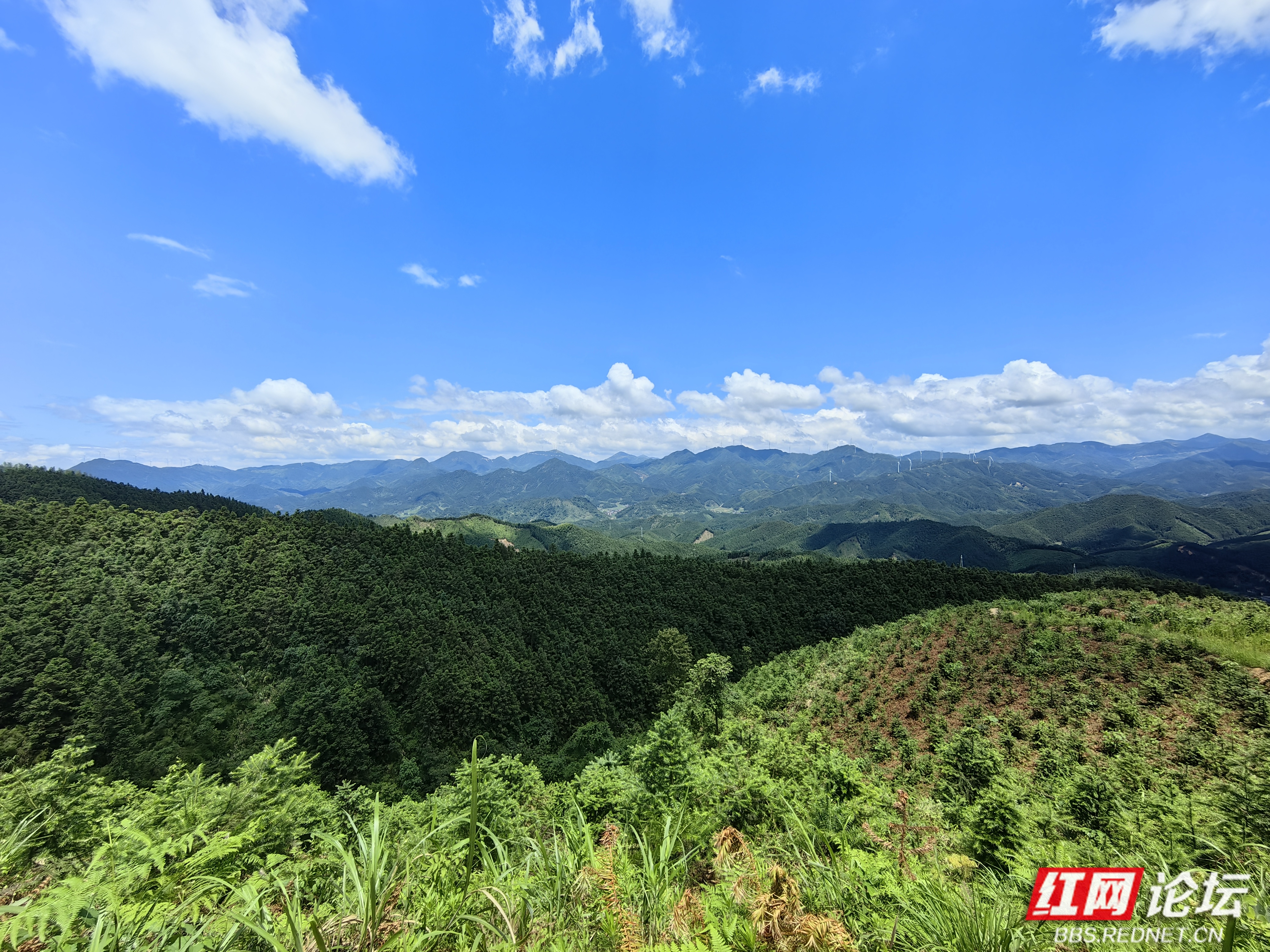 探寻千年鸟道:蓝山县的意外邂逅与生态之美