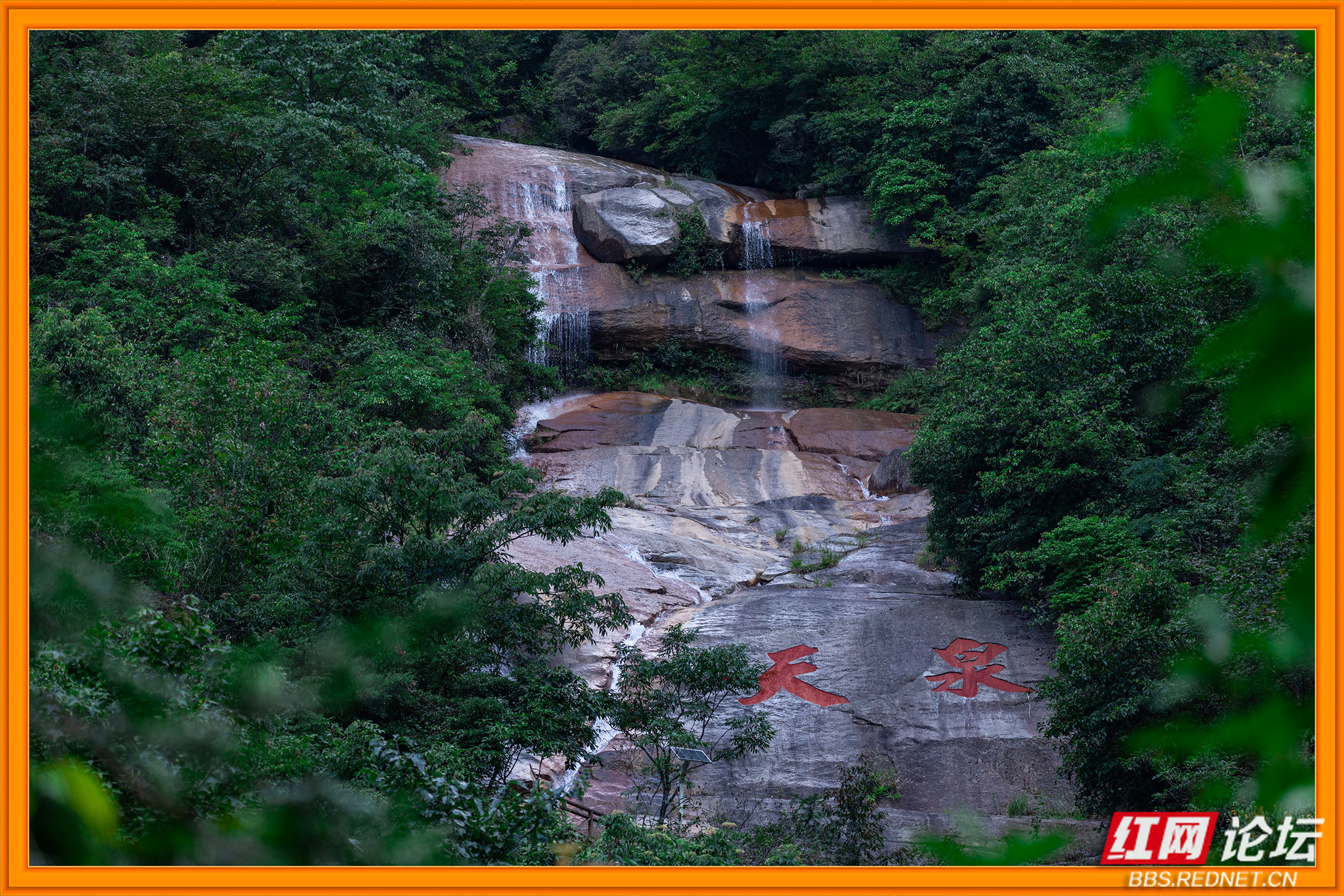 《蓝山百鸟图》面世,湘江源再添生态华章