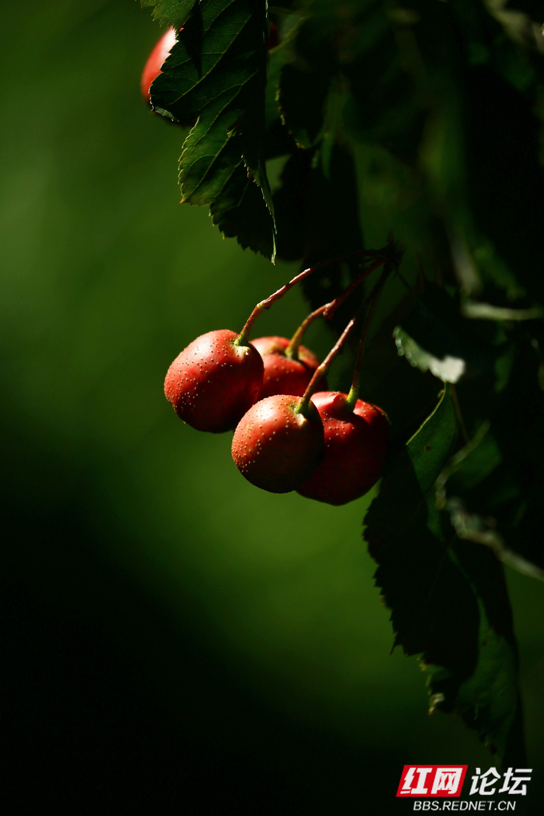 山楂红了
