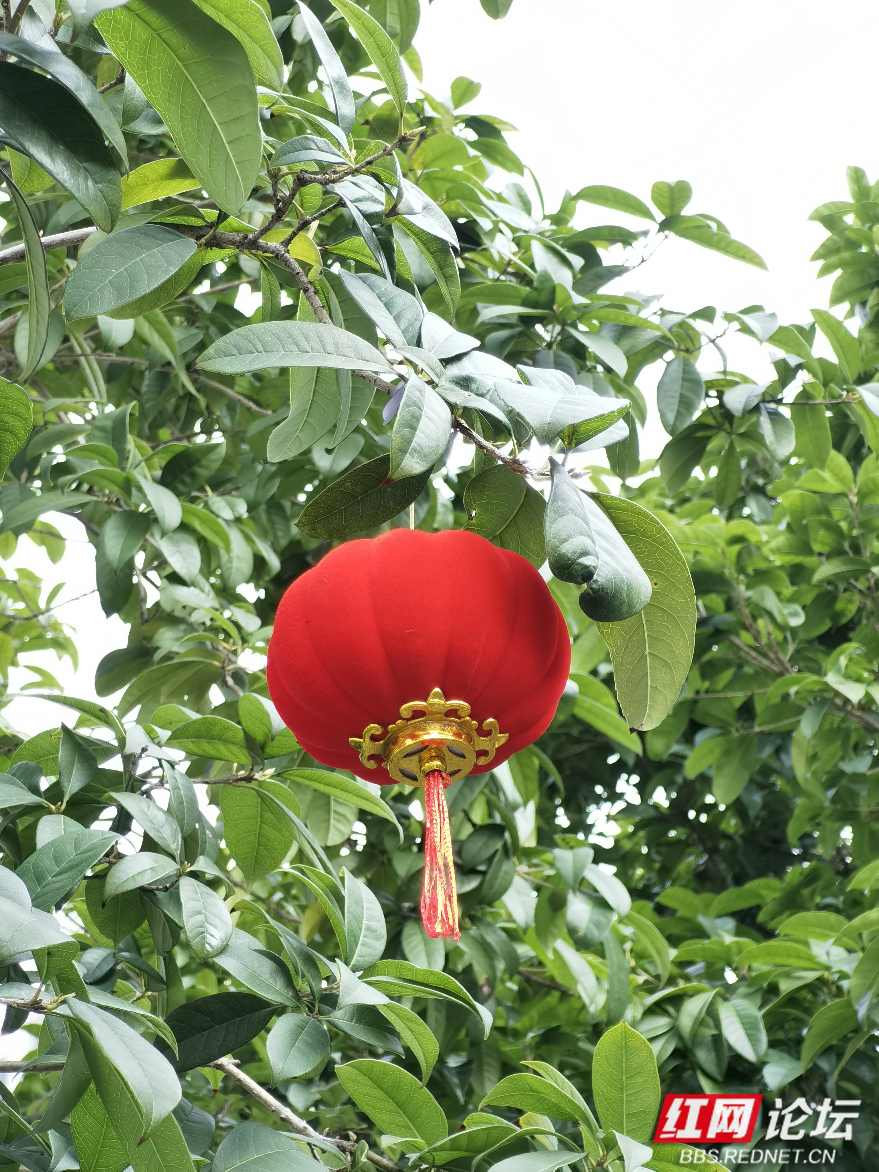 初一拍景:小巧灯笼树上挂