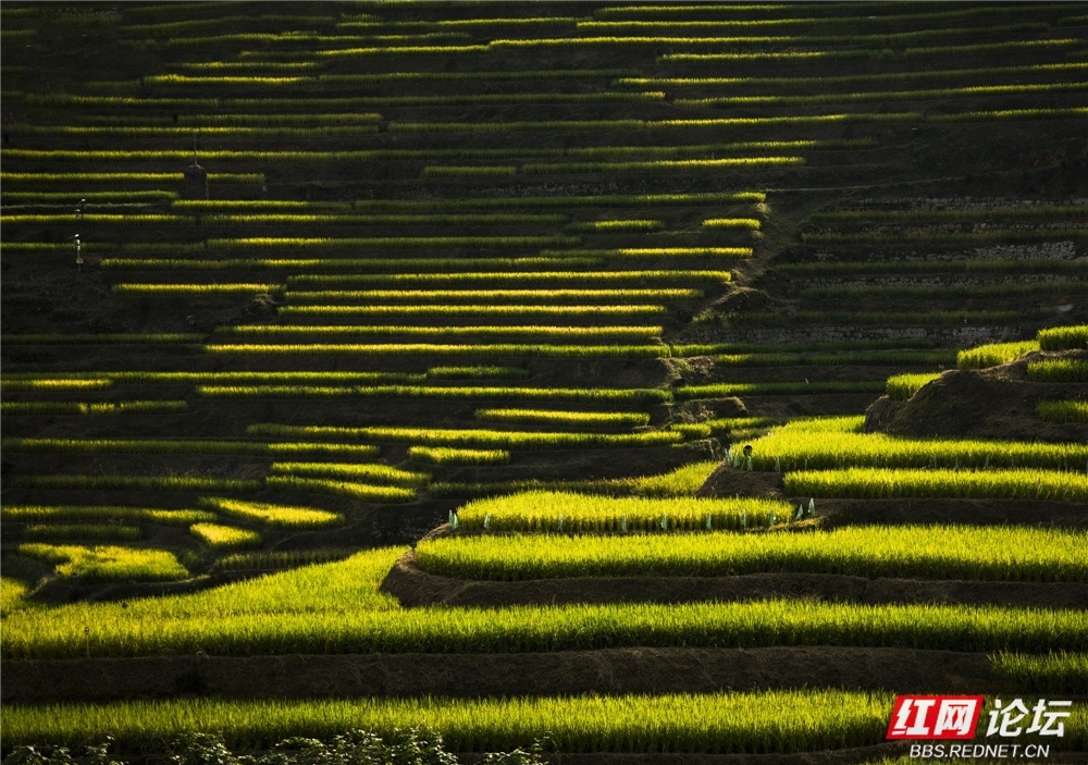 梯田图片及名称 wm